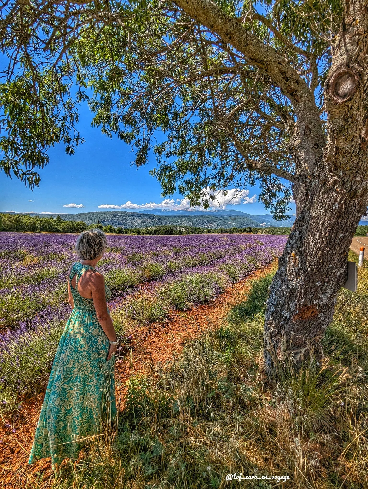 Champs de Lavande Champs de Lavande typique de la Provence